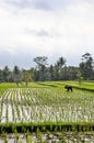 Farmers working on rice fields in Bali