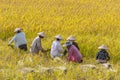 Farmers working in rice fields in rural landscape. Vang Vieng. Laos