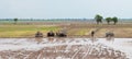 Farmers working on the rice fields in Tinh Bien, Vietnam Royalty Free Stock Photo