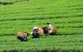 Farmers working on the tea field in Chaudok, Vietnam Royalty Free Stock Photo