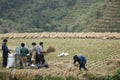 Farmers working to harvest their paddy rice using machine