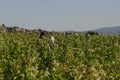 Farmers working in a Tobacco plant, Anatolia, Turkey