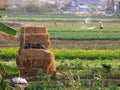 Farmers working in vegetable garden