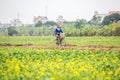 THAIBINH, VIETNAM - Dec 01, 2017 : Farmers working on a yellow flower field improvements. Thai Binh is a coastal province in the