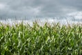 Farmfield of green fieldcorn with tassels Royalty Free Stock Photo