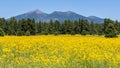 Farmfield with yellow flowers Royalty Free Stock Photo