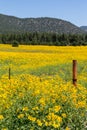 Farmfield with yellow flowers Royalty Free Stock Photo