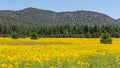 Farmfield with yellow flowers Royalty Free Stock Photo