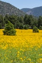 Farmfield with yellow flowers Royalty Free Stock Photo