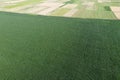 Farmfields from a bird`s eye view. Crops of corn, landscape Royalty Free Stock Photo