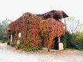 Farmhouse full of ivy creeper in autumn in red, yellow and green plant decoration Royalty Free Stock Photo