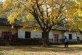 The farmhouse with ginkgo biloba