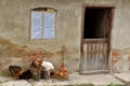 Farmhouse with hens Royalty Free Stock Photo