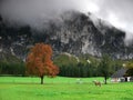 Farmhouse with horse, Totes Gebirge, Austria Royalty Free Stock Photo