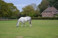 Farmhouse scene with a white horse grazing.