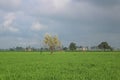 Farming and agriculture concept - Wheat crop fields with a tree in the middle and cloudy sky behind. Royalty Free Stock Photo
