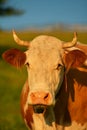 Farming and agriculture. A cow is looking straight to the camera while standing on grass Royalty Free Stock Photo