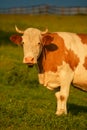 Farming and agriculture. A cow is looking straight to the camera while standing on grass Royalty Free Stock Photo