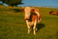 Farming and agriculture. A cow is looking straight to the camera while standing on grass Royalty Free Stock Photo