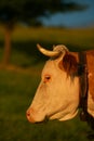 Farming and agriculture. A cow is looking straight to the camera while standing on grass Royalty Free Stock Photo