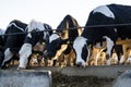 Farming, animal husbandry concept. Cows in a farm. Dairy cows eats fresh hay. Outdoor farm cowshed with milking cows Royalty Free Stock Photo