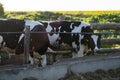 Farming, animal husbandry concept. Cows in a farm. Dairy cows eats fresh hay. Outdoor farm cowshed with milking cows Royalty Free Stock Photo