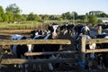 Farming, animal husbandry concept. Cows in a farm. Dairy cows eats fresh hay. Outdoor farm cowshed with milking cows