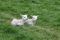 Farming animals Yorkshire