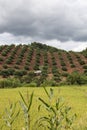 Farming area in Doi Chang