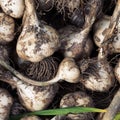 Dirty garlic bulbs freshly dug out from the earth Royalty Free Stock Photo