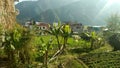 Farming of Banana tree in front of house