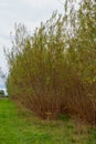 Farming biomass coppice willow trees that are fast growing - stock photo