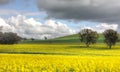 Farming Canolo in Cowra Royalty Free Stock Photo