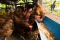 Farming chicken, chicken eating food