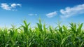 farming corn crops Royalty Free Stock Photo