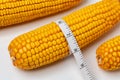 Measuring corn ear and kernels size. Royalty Free Stock Photo