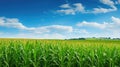 farming corn yield Royalty Free Stock Photo
