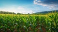 farming corn yield Royalty Free Stock Photo