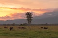 Farming cow over green glass Royalty Free Stock Photo