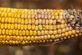 Premature germination and sprouting of corn kernels on cob, ear of corn. Royalty Free Stock Photo