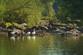 Farming domestic grey geese bath in warm water of a narrow and shallow river, weeping willows and stones on the banks