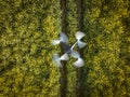 Farming Drone Flying Over an Oilseed Crop Collecting Plant Data