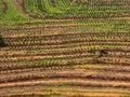 Farming field cultivation - birds eye - drone view