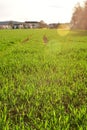 Farming field green plant agriculture germany