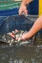 Farming of fingerlings on family farms. Royalty Free Stock Photo