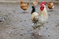 Farming, free-range chickens in the yard in the summer