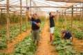 Farming, gardening, agriculture, harvesting and people concept - happy family working on plants or cucumber seedlings at farm gree Royalty Free Stock Photo