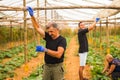 Farming, gardening, agriculture, harvesting and people concept - happy family working on plants or cucumber seedlings at farm gree Royalty Free Stock Photo