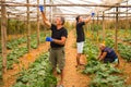 Farming, gardening, agriculture and people concept - Family business. Family Working Together In Greenhouse