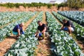 Farming, gardening, agriculture and people concept- family harvesting cabbage at greenhouse on farm. Family business.